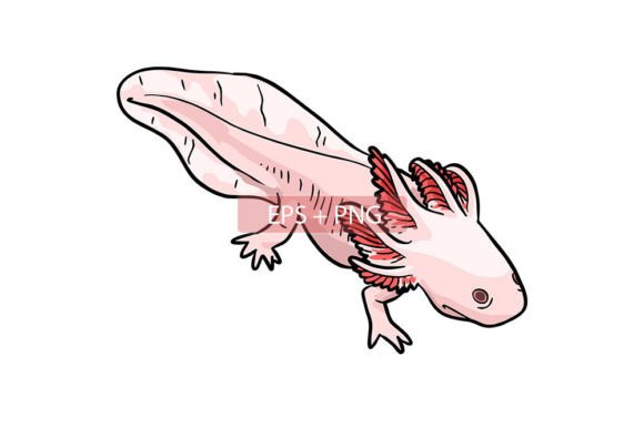 Axolotl Water Animal Illustration: A Charming Design Asset