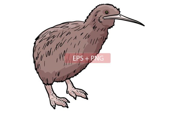 Charming Kiwi Bird Illustrations for Creative Projects